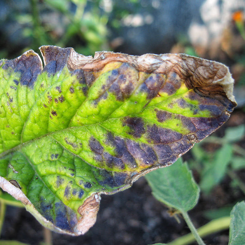 Грибковые поражения растений: симптомы и лечение