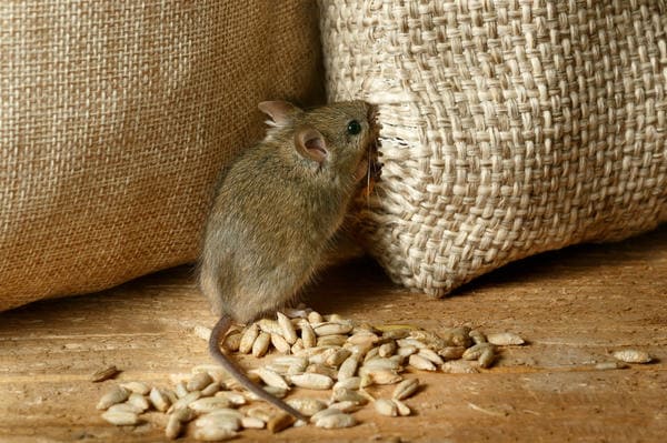 Непрошенные квартиранты: как избавиться от крыс в частном доме и на даче