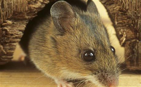 Как избавиться от мышей в частном доме | Clean Profi