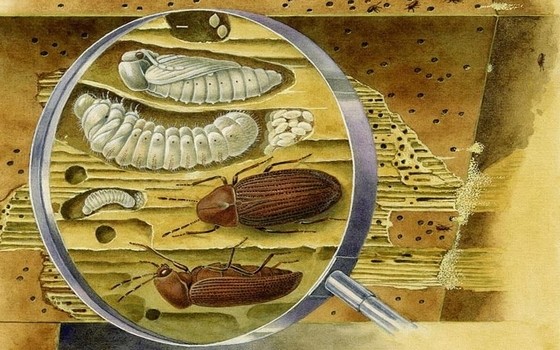 Какие могут быть домашние жуки: фото с названиями